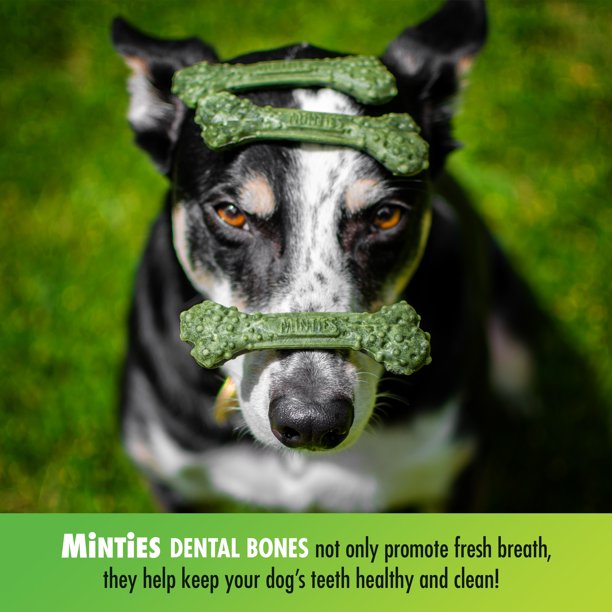 Minties Dental Dog Bone Treats, Maximum Mint (40 ct.)